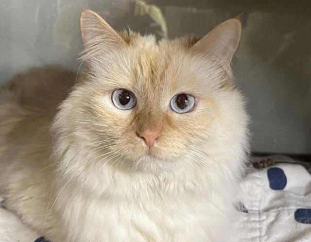 Bailey and Bella, Adopted, Adult Female Domestic Short Hair.