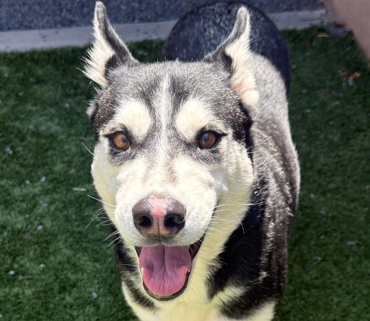 URGENT! Please save me! I'm on the DEADLINE LIST KRISTA#A542082