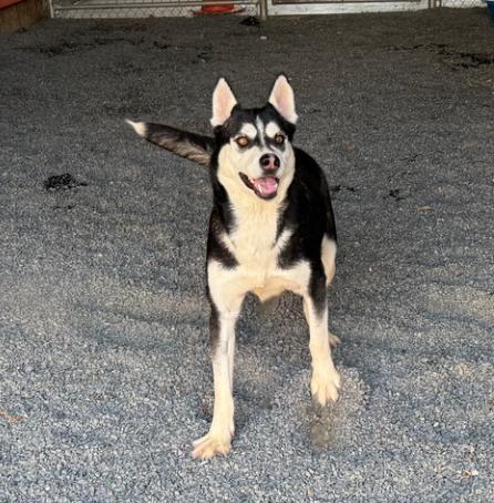 URGENT! Please save me! I'm on the DEADLINE LIST KRISTA#A542082