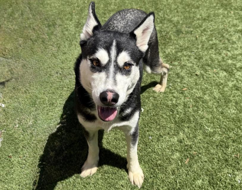 URGENT! Please save me! I'm on the DEADLINE LIST KRISTA#A542082