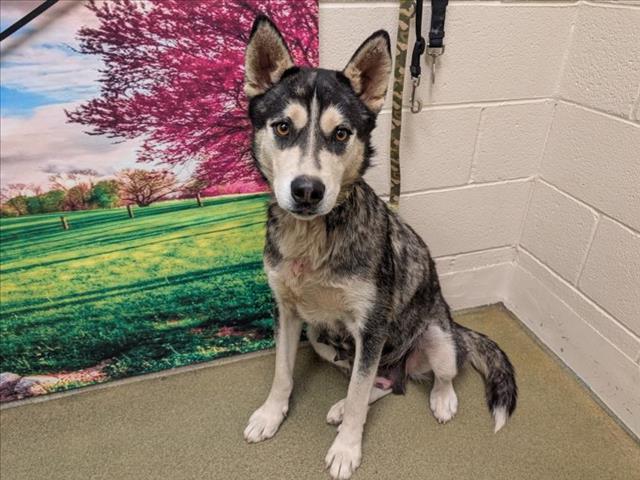 URGENT! Please save me! I'm on the DEADLINE LIST KRISTA#A542082