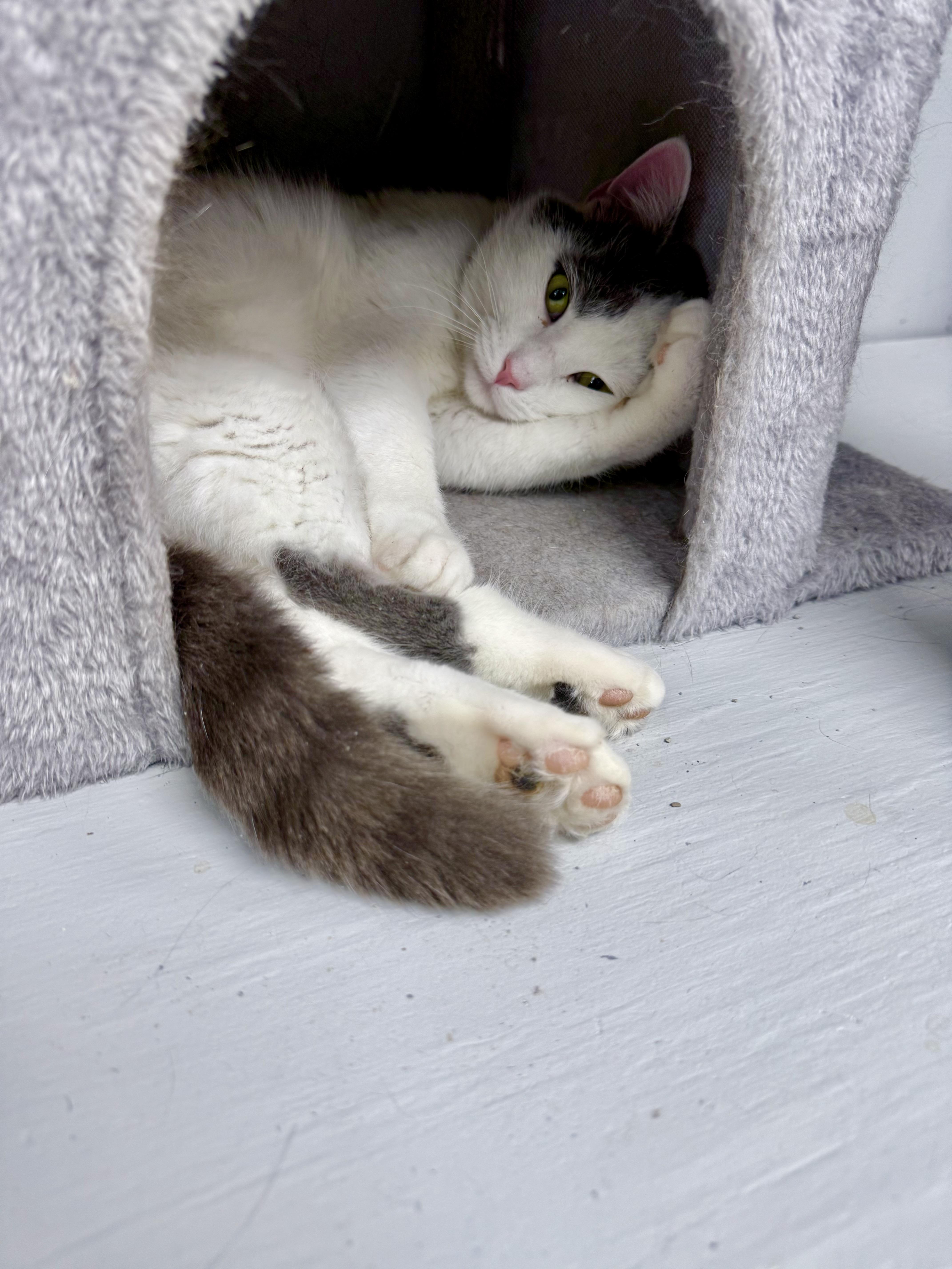 Enlarge Mic, a ADOPTABLE Domestic Short Hair in Momence, IL image 1/2