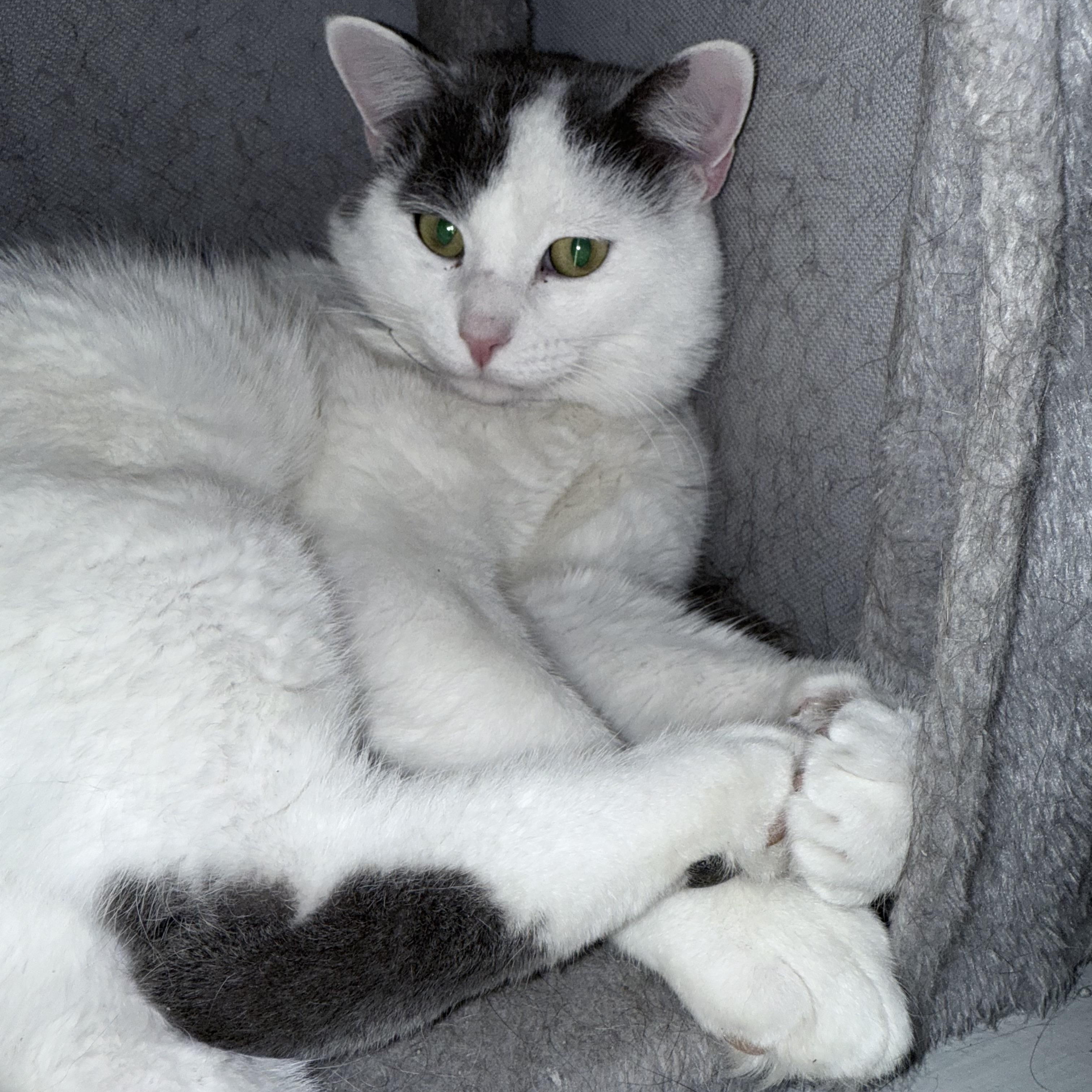 Enlarge Mic, a ADOPTABLE Domestic Short Hair in Momence, IL image 2/2