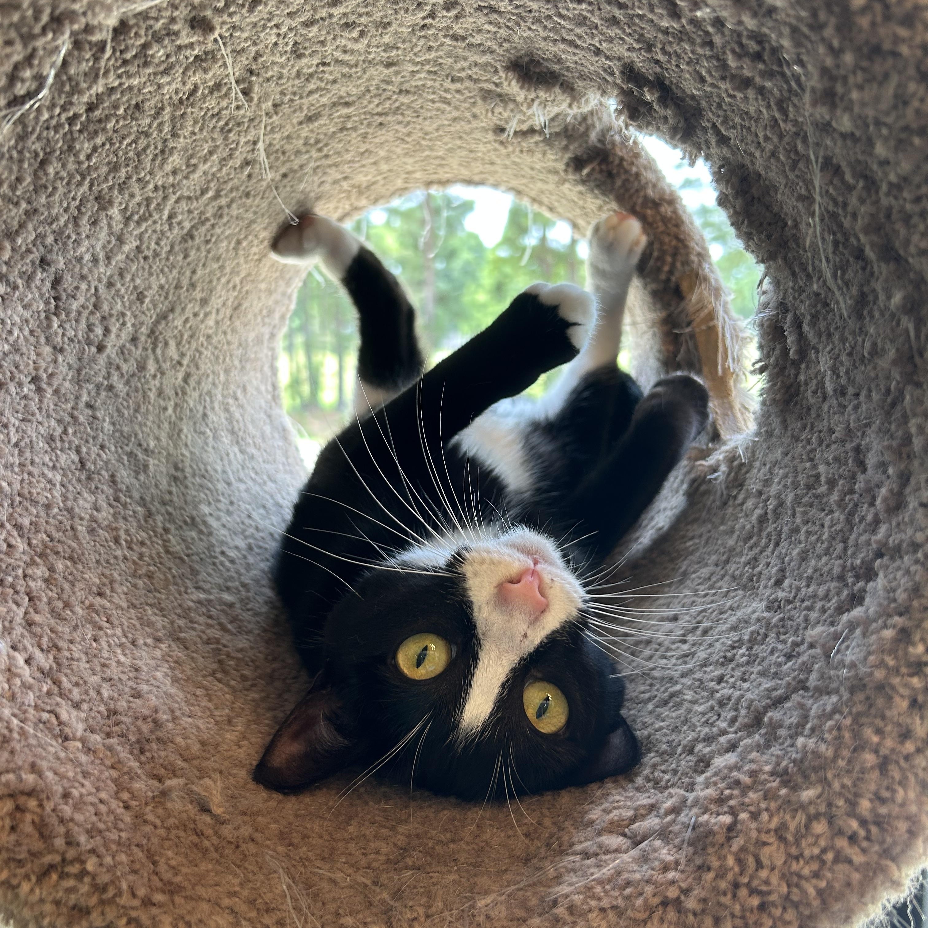 Enlarge JUDY JARRELL, an adopted Domestic Short Hair in Flint, TX image 3/4