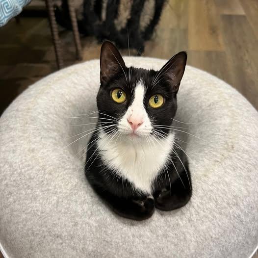 JUDY JARRELL, adopted, Adult Female Domestic Short Hair.