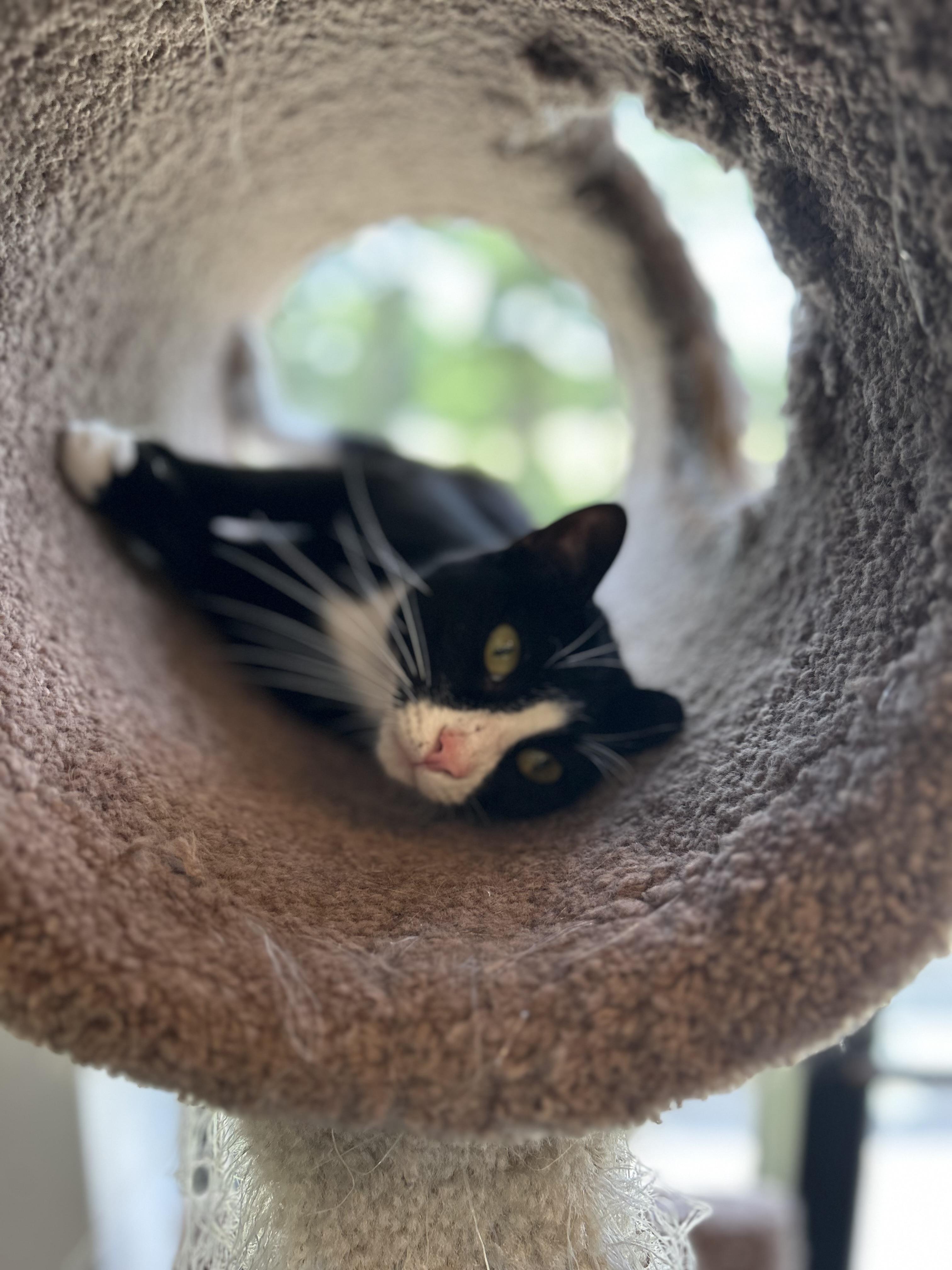 Enlarge JUDY JARRELL, an adopted Domestic Short Hair in Flint, TX image 2/4