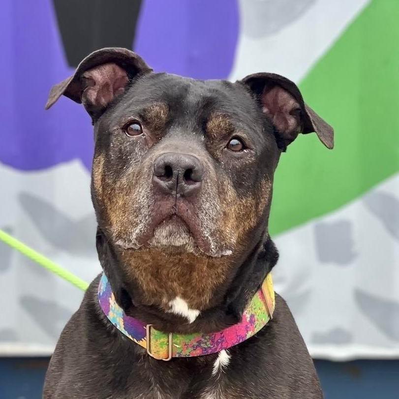 Greyson, a Adoptable Pit Bull Terrier in Wichita, KS image 1/4
