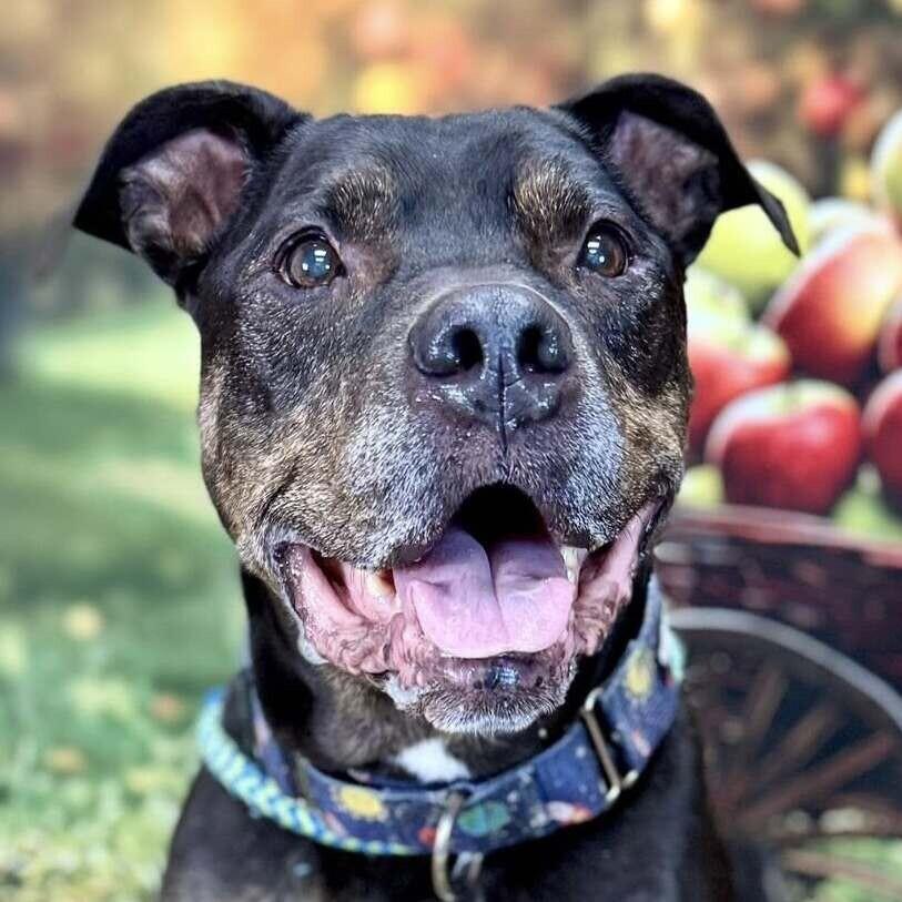 Greyson, a Adoptable Pit Bull Terrier in Wichita, KS image 2/4