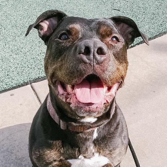 Greyson, a Adoptable Pit Bull Terrier in Wichita, KS image 3/4