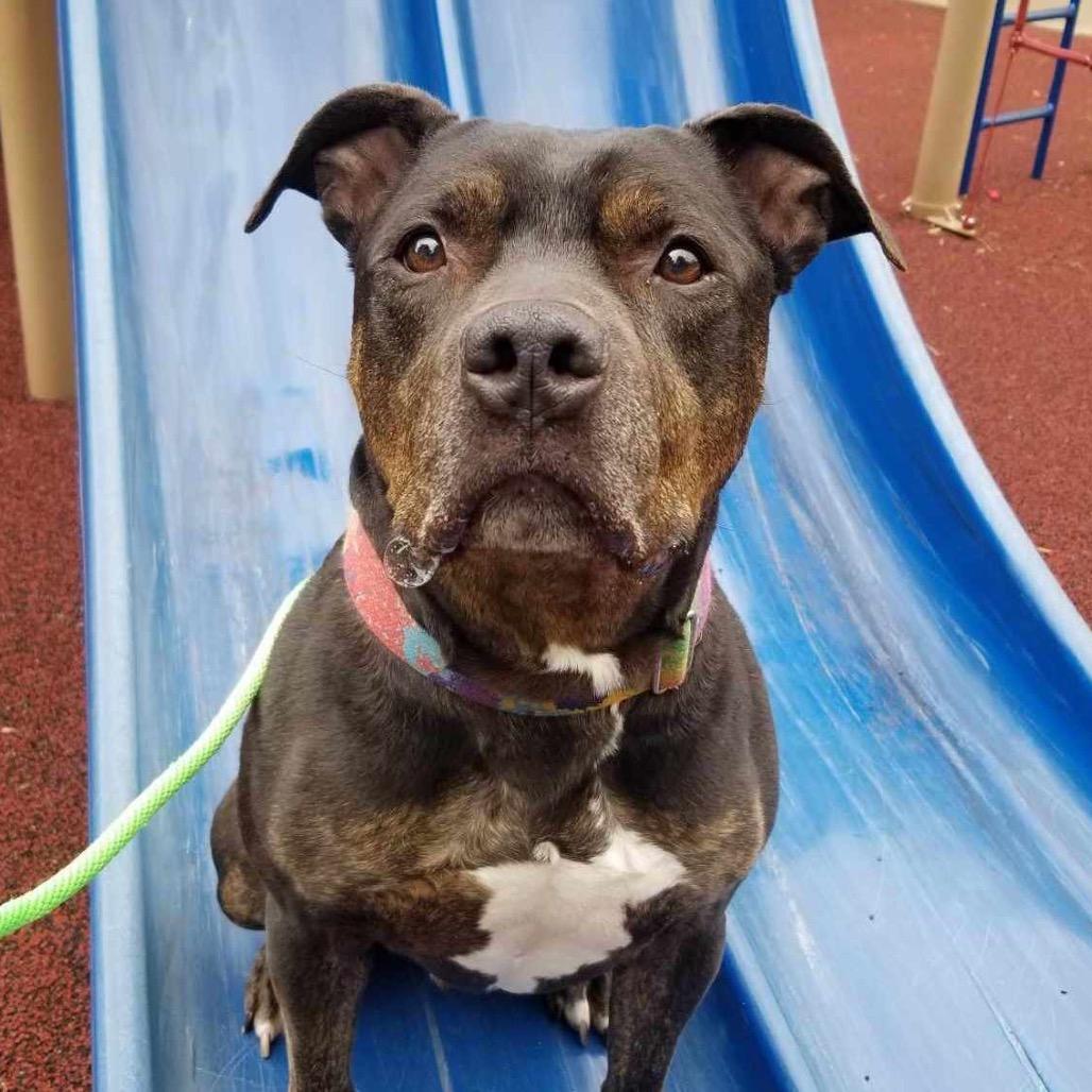 Greyson, a Adoptable Pit Bull Terrier in Wichita, KS image 4/4