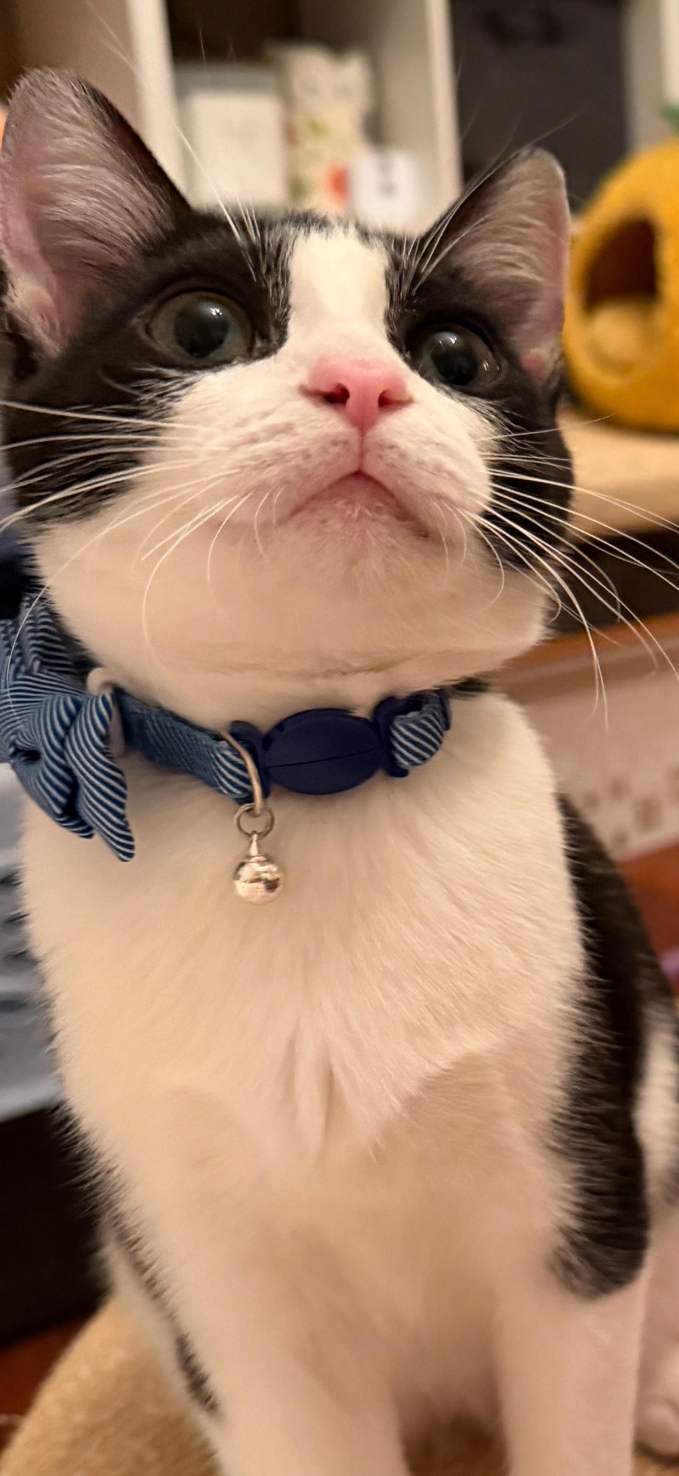 Wall-E =^.^=, an adopted Domestic Short Hair in Jacksonville, FL image 1/3