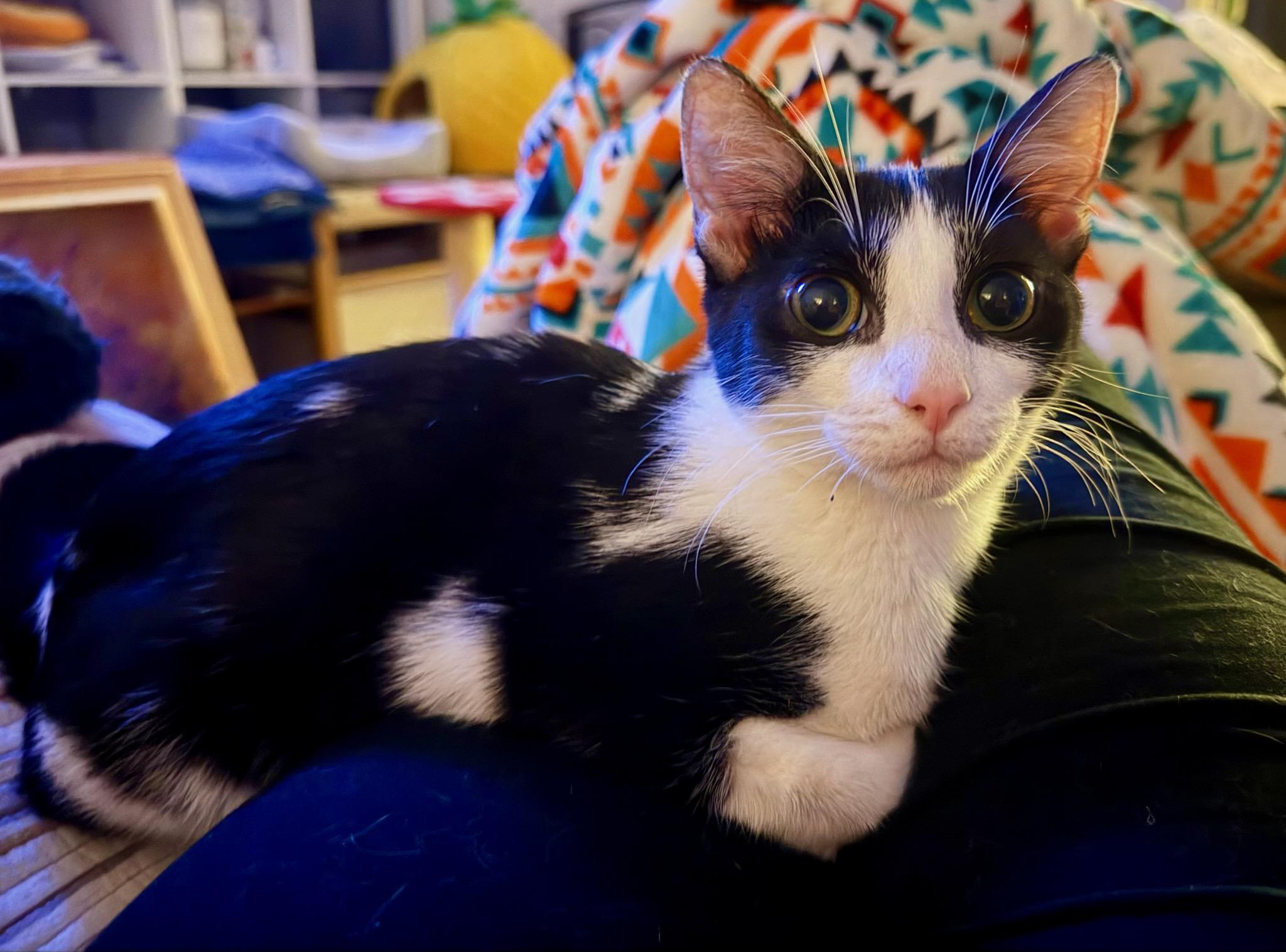 Wall-E =^.^=, an adopted Domestic Short Hair in Jacksonville, FL image 2/3