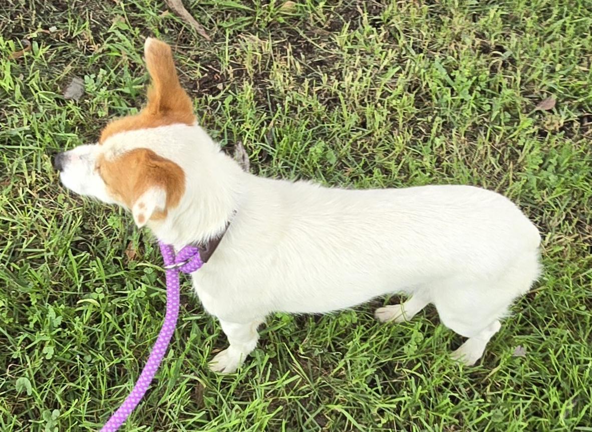 Enlarge Lucia, a Adopted Jack Russell Terrier in Cottonwood, CA image 1/2