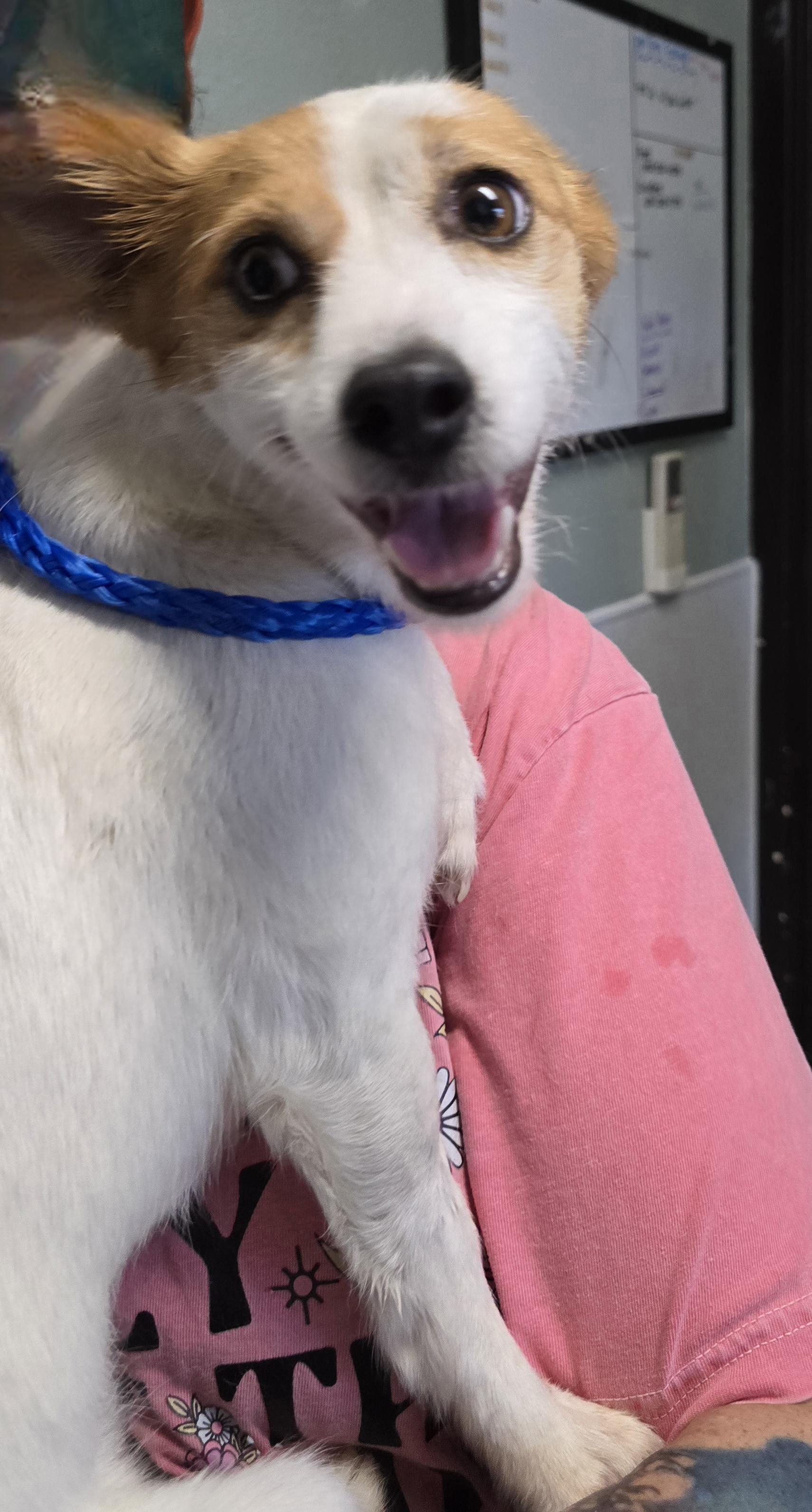 Enlarge Lucia, a Adopted Jack Russell Terrier in Cottonwood, CA image 2/2