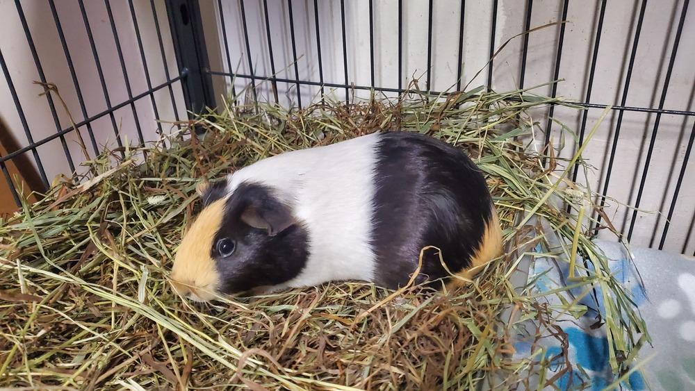 Cookie & Brownie, Adoptable, Baby Female Guinea Pig.