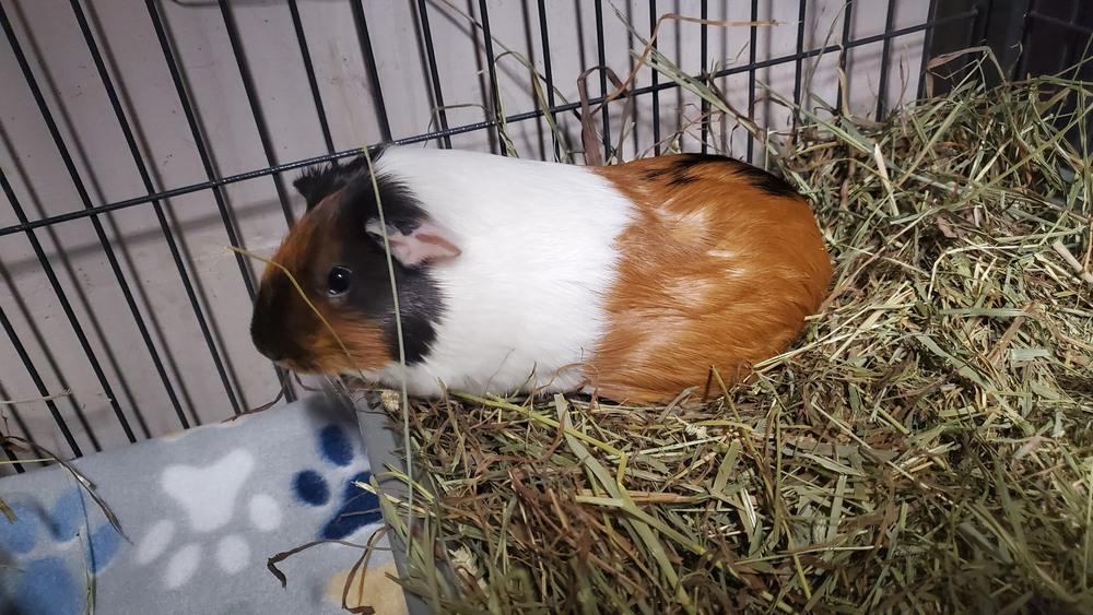 Enlarge Cookie & Brownie, a Adoptable Guinea Pig in Port Saint Lucie, FL image 2/2