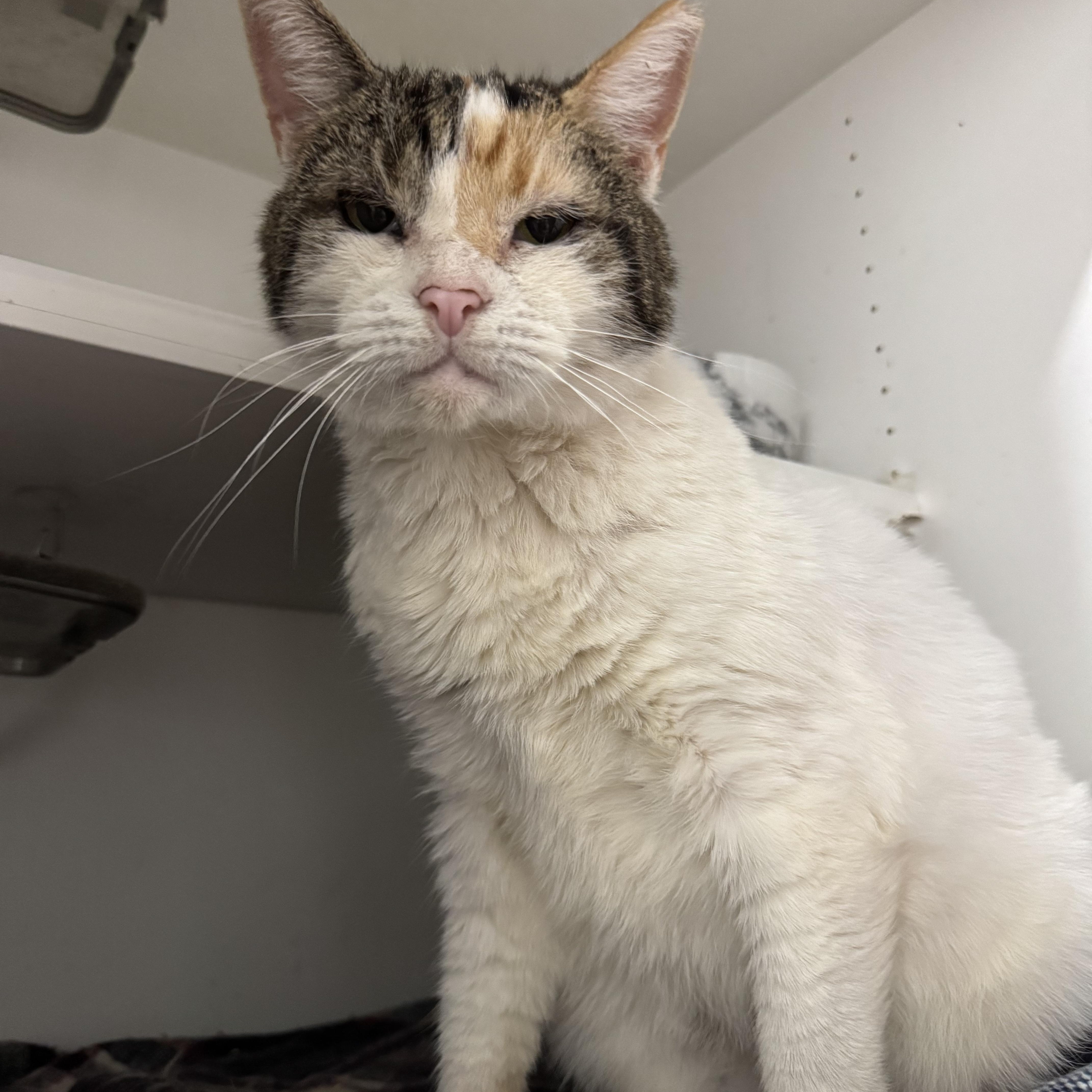 Callie, a Adoptable Domestic Short Hair in Levittown, PA image 2/2