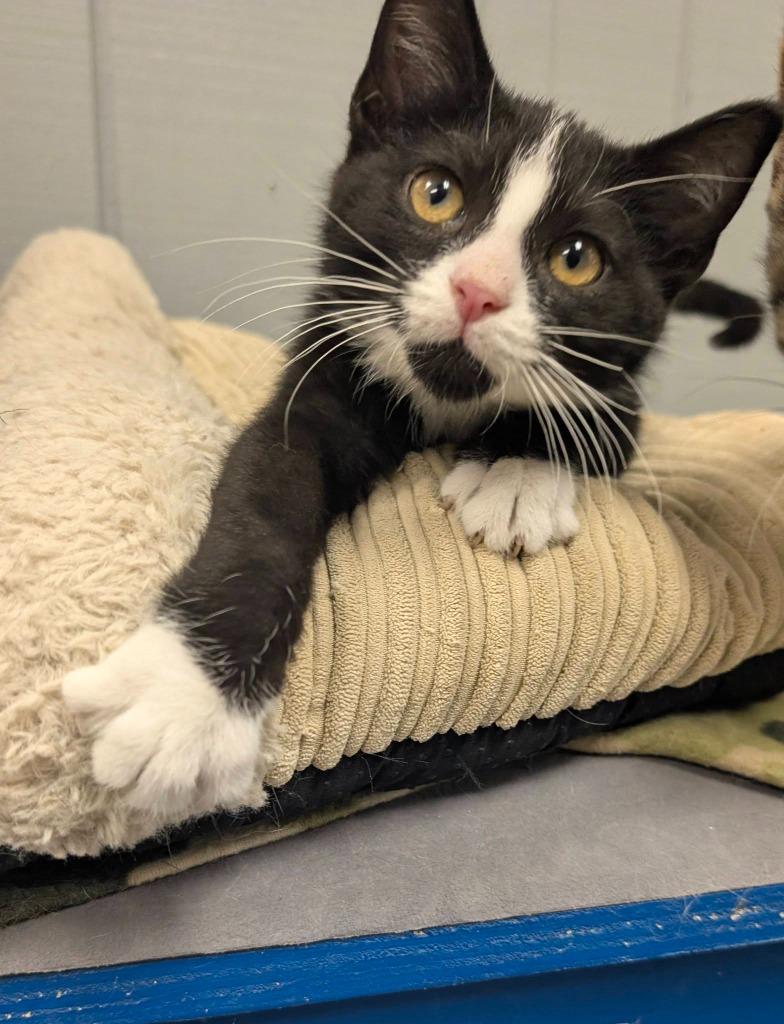 Enlarge Bandit, a Adoptable mixed breed in Warren, MI image 1/6