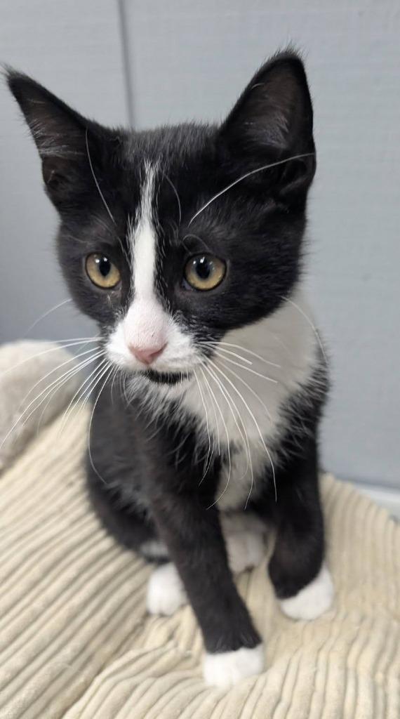 Enlarge Bandit, a Adoptable mixed breed in Warren, MI image 2/6