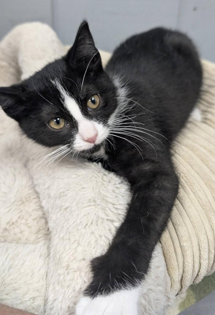 Enlarge Bandit, a Adoptable mixed breed in Warren, MI image 3/6
