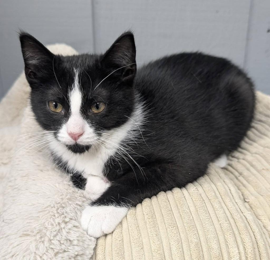 Enlarge Bandit, a Adoptable mixed breed in Warren, MI image 4/6