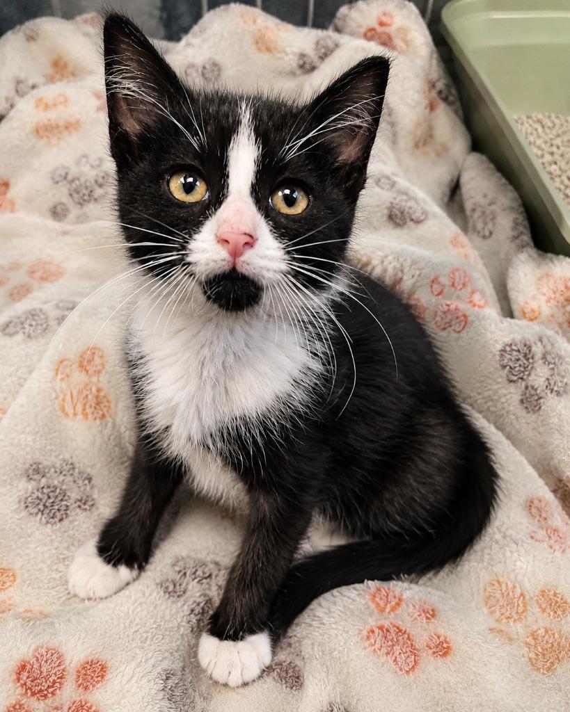 Enlarge Bandit, a Adoptable mixed breed in Warren, MI image 5/6