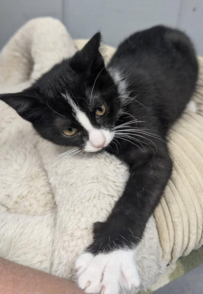Enlarge Bandit, a Adoptable mixed breed in Warren, MI image 6/6