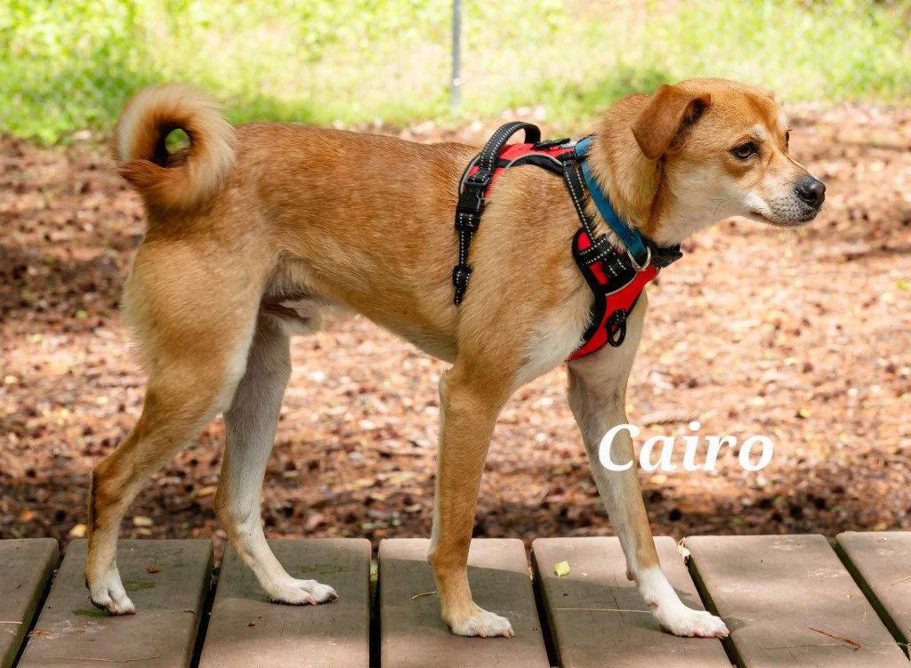 Enlarge Cairo, a Adoptable mixed breed in Ellijay, GA image 1/3