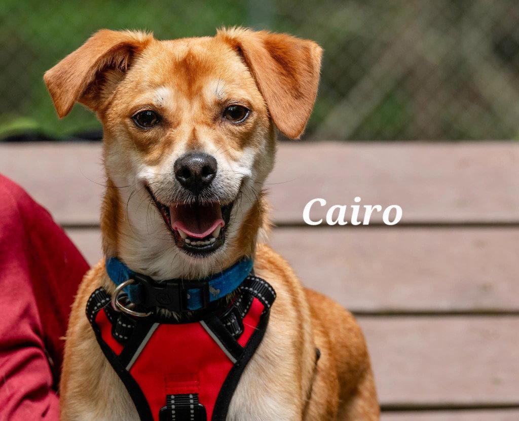 Enlarge Cairo, a Adoptable mixed breed in Ellijay, GA image 2/3