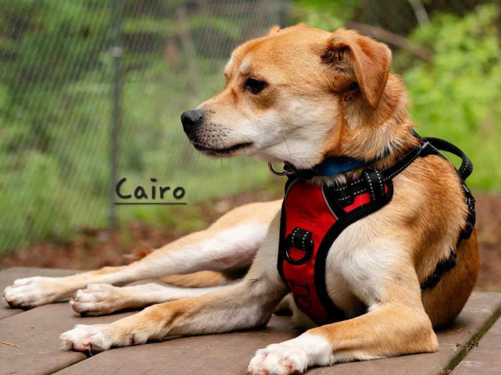 Enlarge Cairo, a Adoptable mixed breed in Ellijay, GA image 3/3