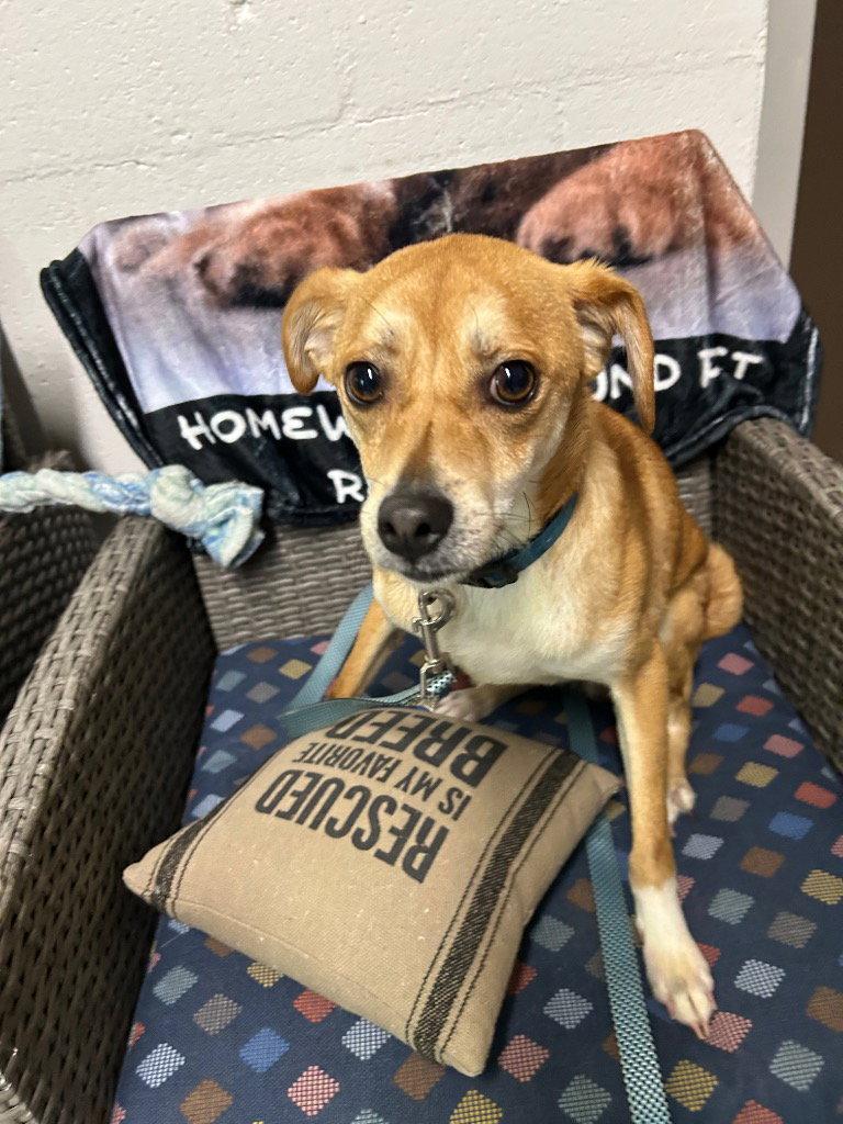 Cairo, Adoptable, Young Male Chihuahua & Terrier.
