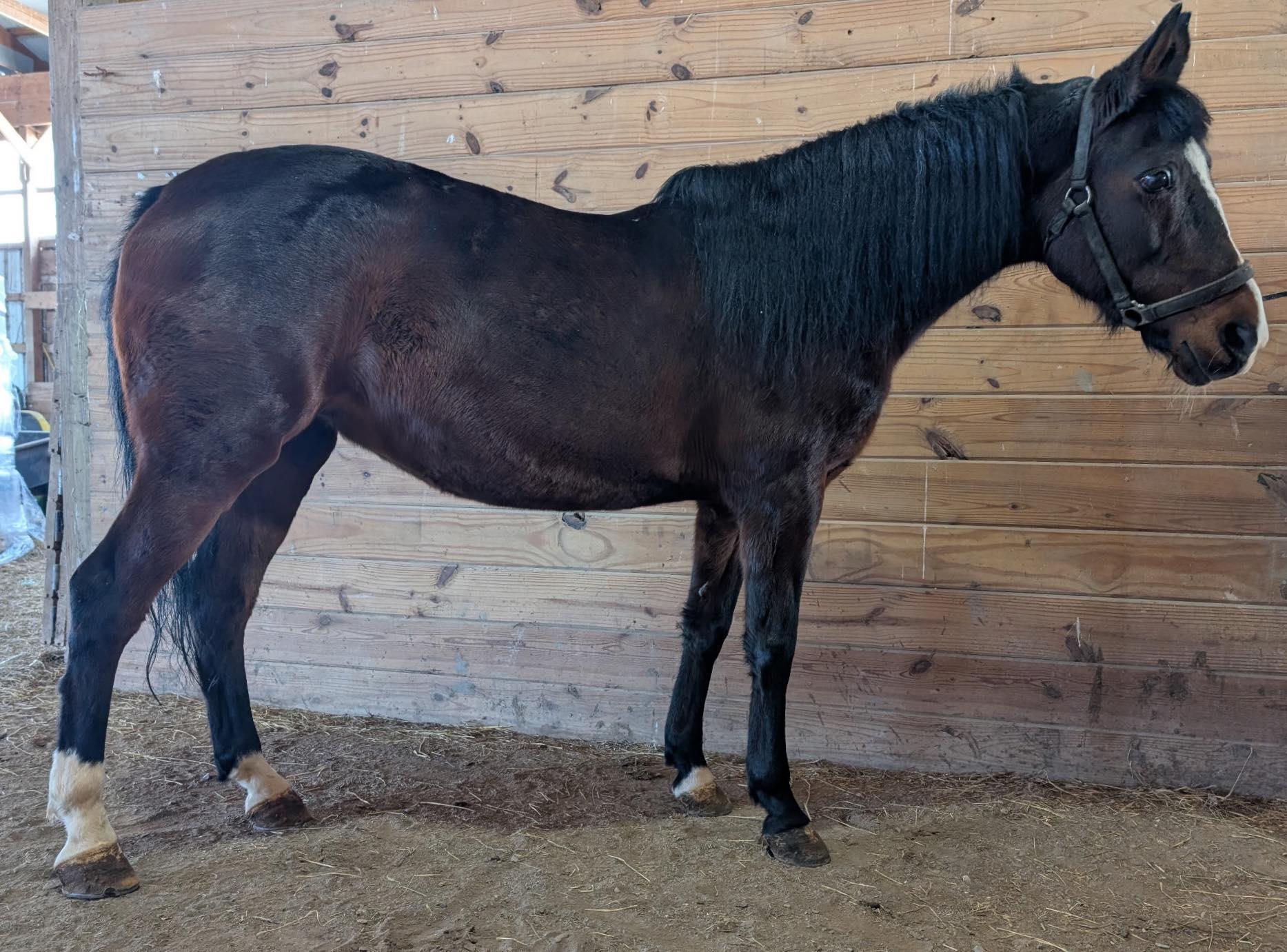 Enlarge Willow, a ADOPTABLE mixed breed in East Hartland, CT image 1/2