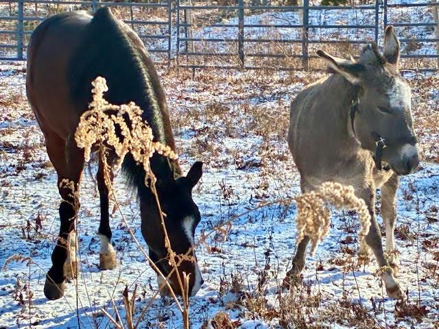 Enlarge Willow, a ADOPTABLE mixed breed in East Hartland, CT image 2/2