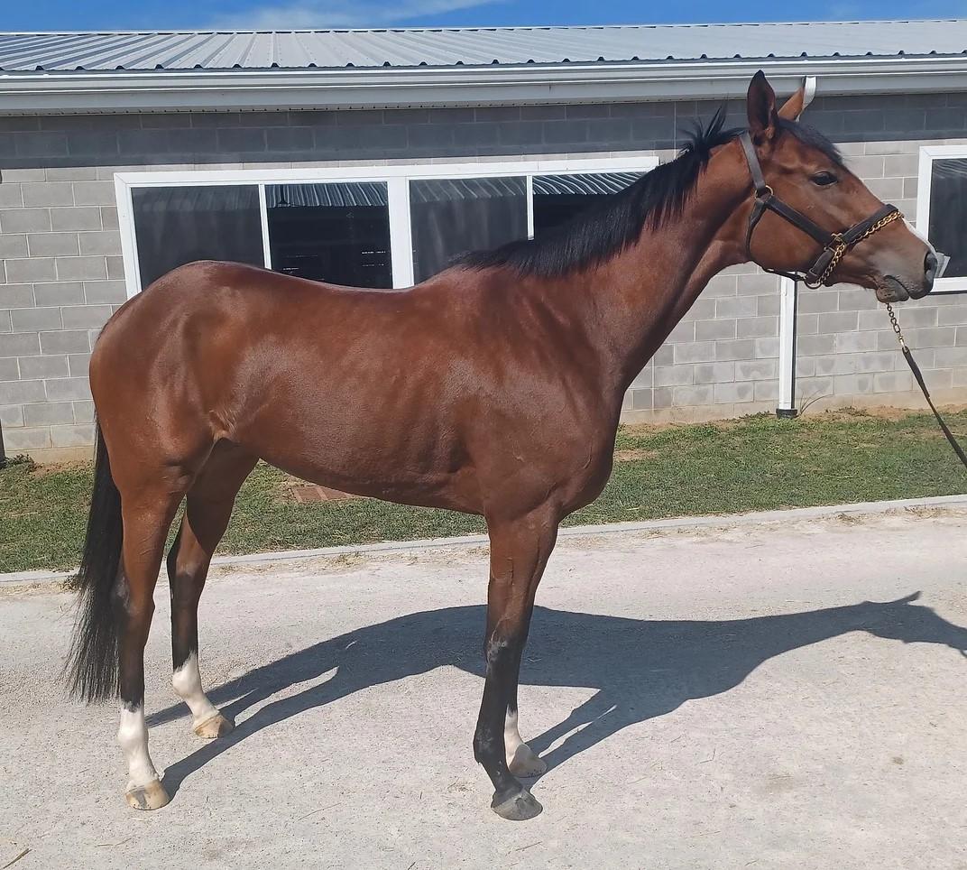 Will Virginia Dare, a Adopted Thoroughbred in Nicholasville, KY image 1/3