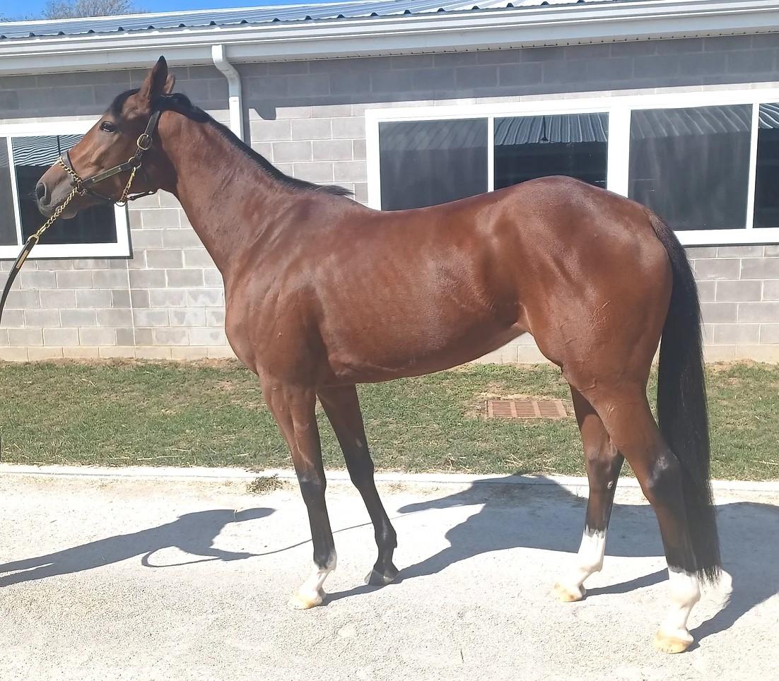 Will Virginia Dare, a Adopted Thoroughbred in Nicholasville, KY image 2/3