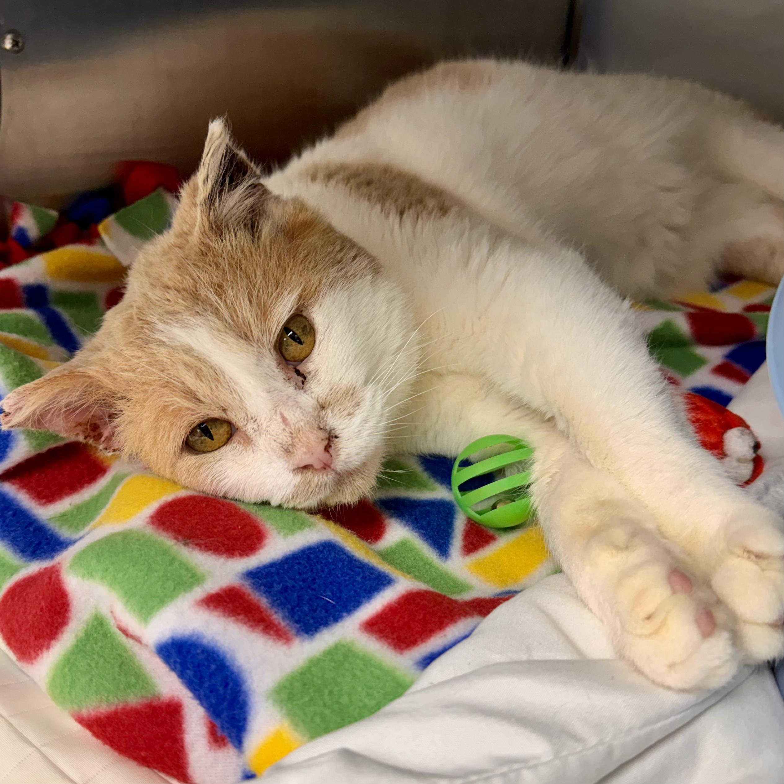 Butterscotch, adopted, Senior Male Domestic Short Hair.