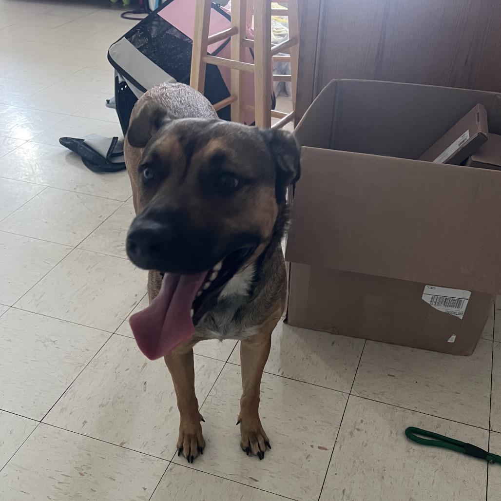 Curry, Adoptable, Young Female Shepherd.