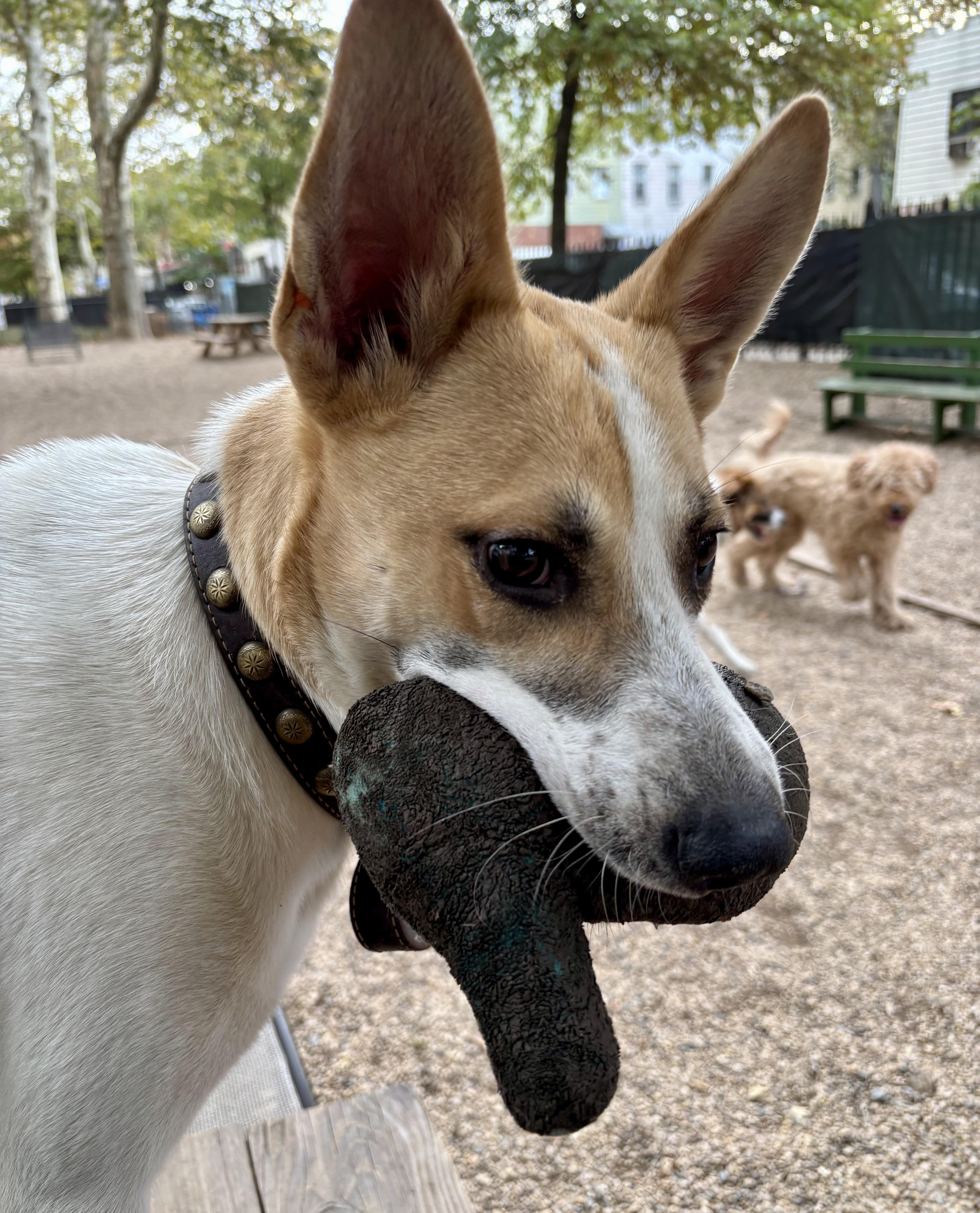 Enlarge Stitch, a Adoptable mixed breed in Brooklyn, NY image 3/6