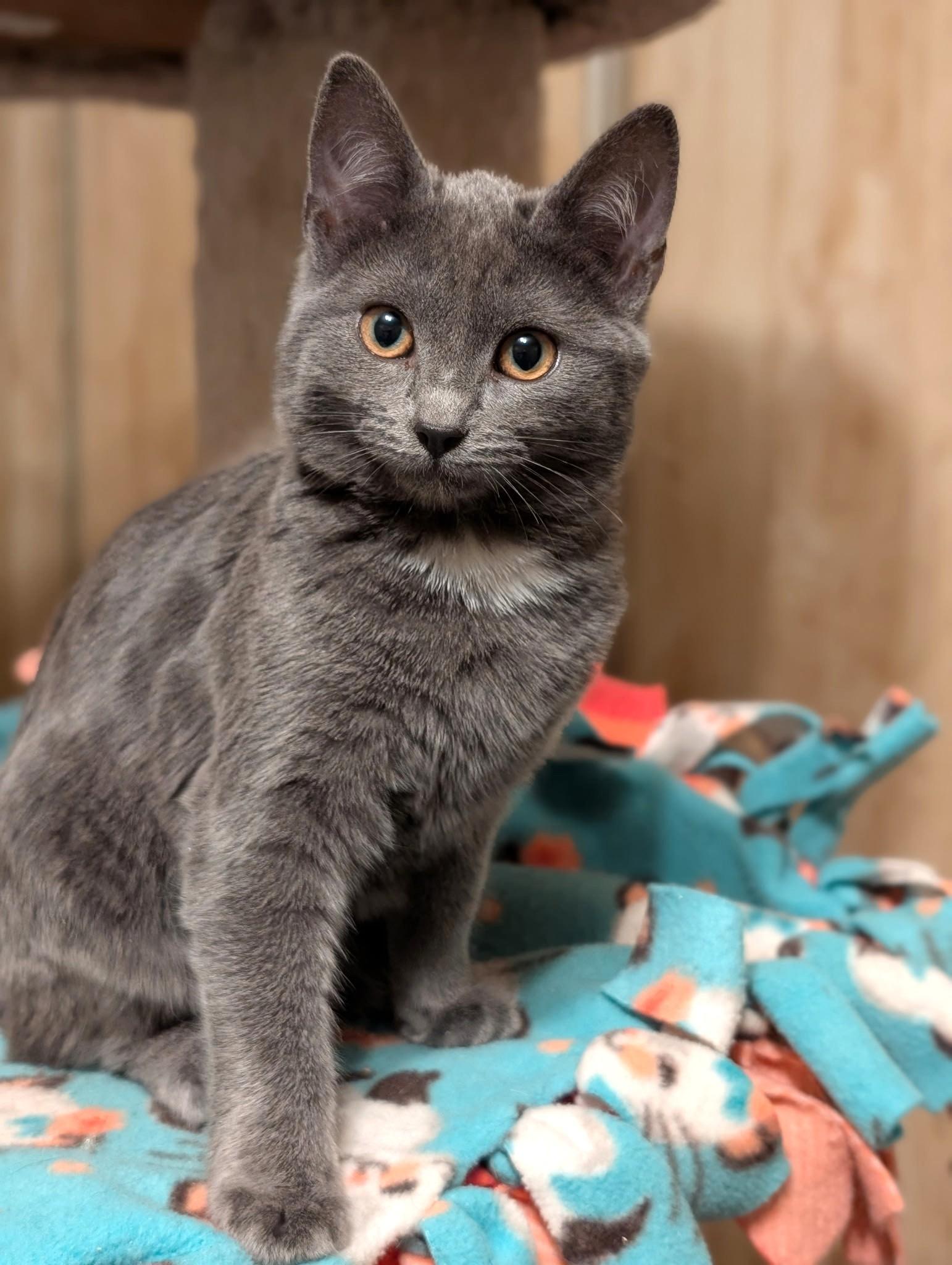 Enlarge Beatrice & Bridget: Sweetie Pies!, an adopted Russian Blue in Newport, WA image 4/6
