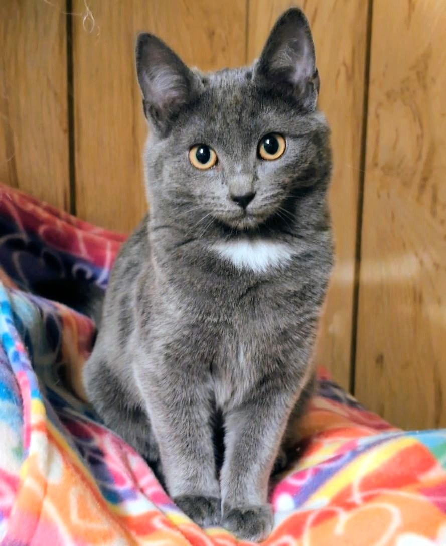 Enlarge Beatrice & Bridget: Sweetie Pies!, an adopted Russian Blue in Newport, WA image 2/6