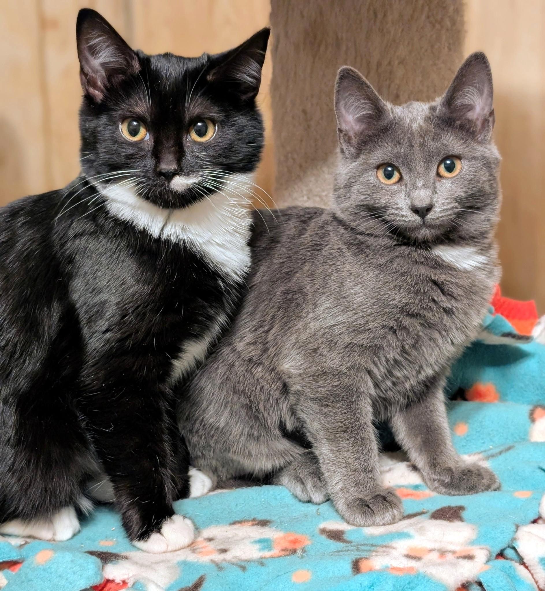 Beatrice & Bridget: Sweetie Pies!, adopted, Kitten Female Russian Blue.