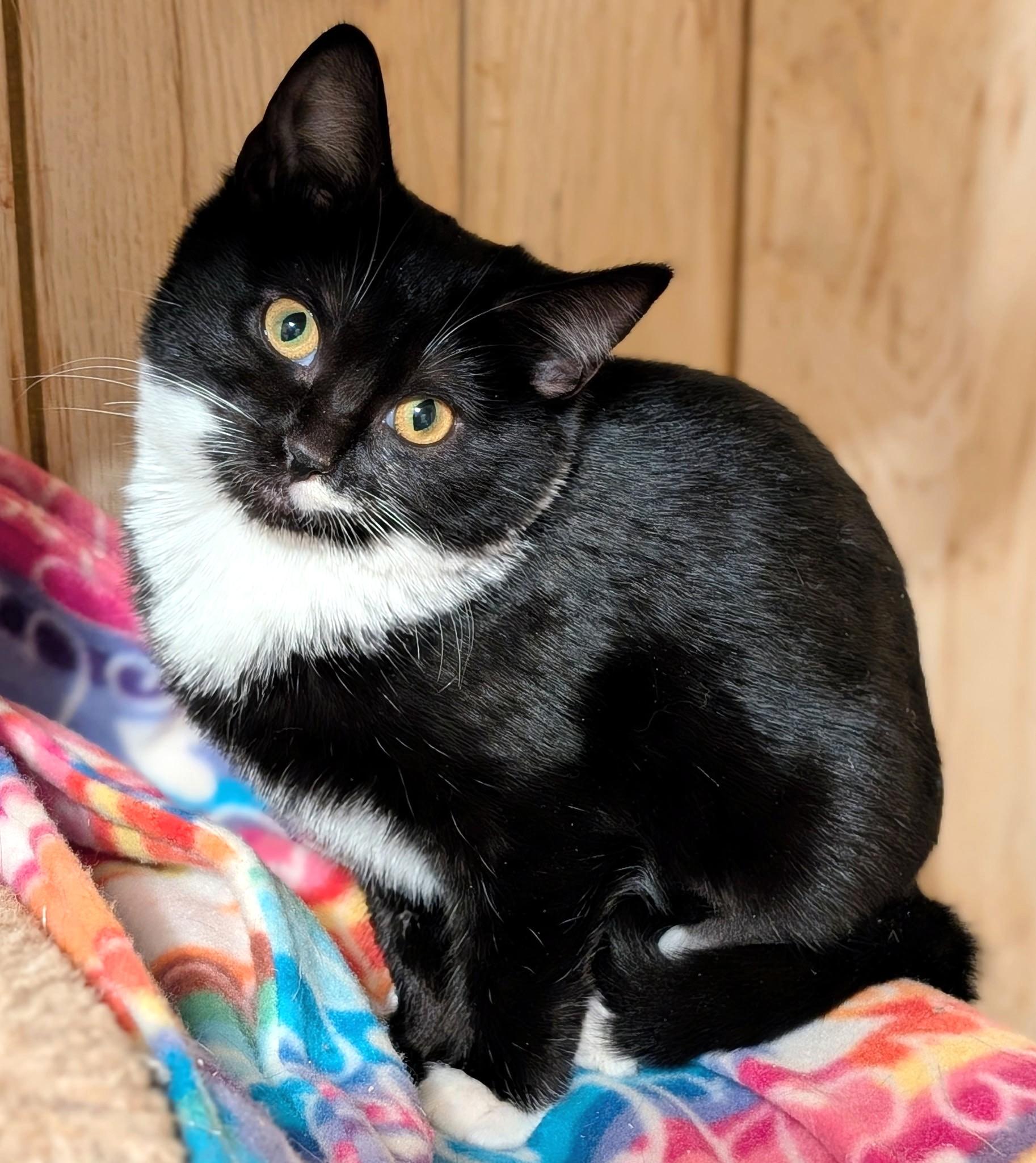 Enlarge Beatrice & Bridget: Sweetie Pies!, an adopted Russian Blue in Newport, WA image 3/6