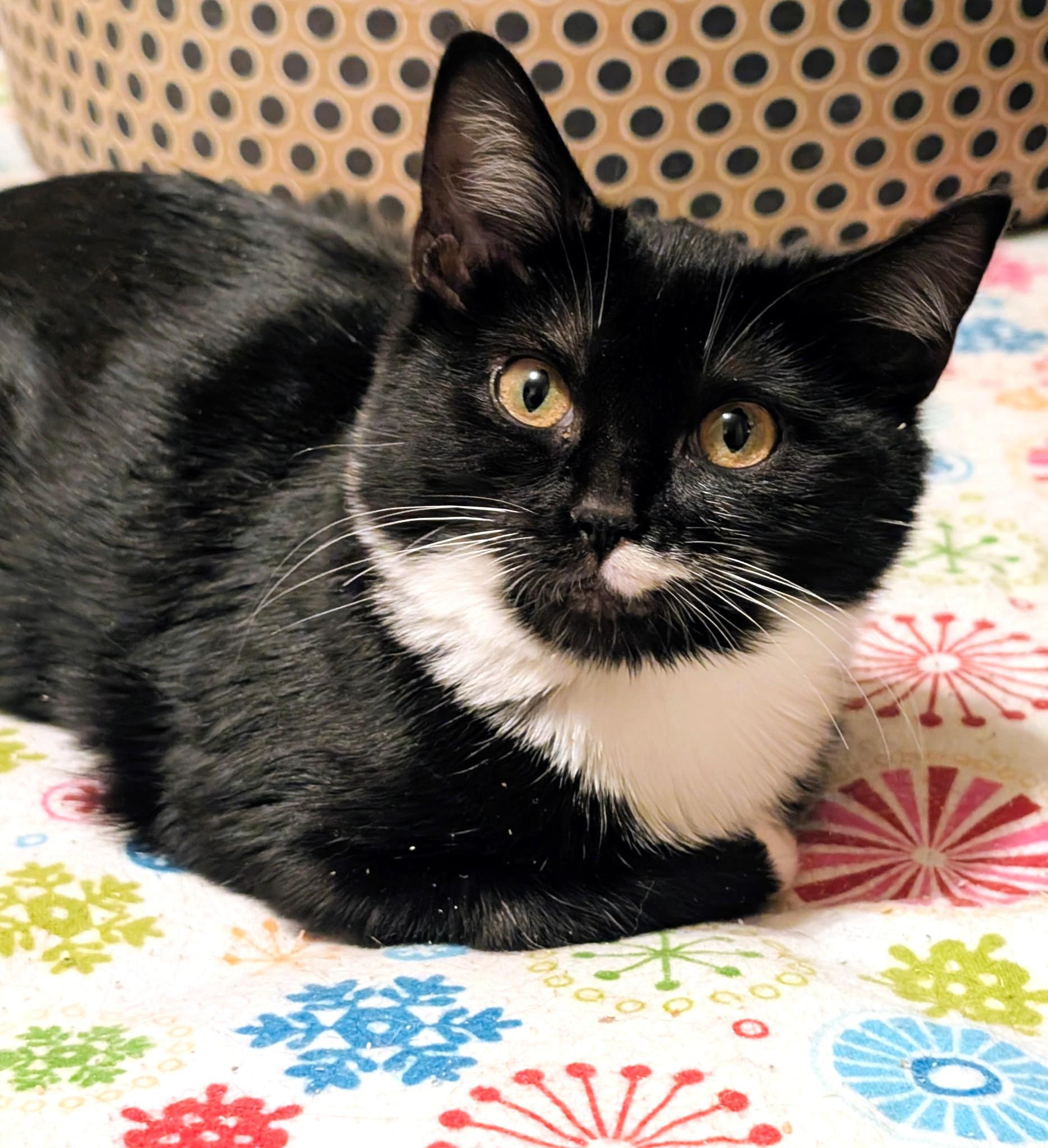 Enlarge Beatrice & Bridget: Sweetie Pies!, an adopted Russian Blue in Newport, WA image 5/6