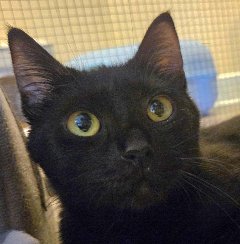 Spritzer, Adult Female unknown