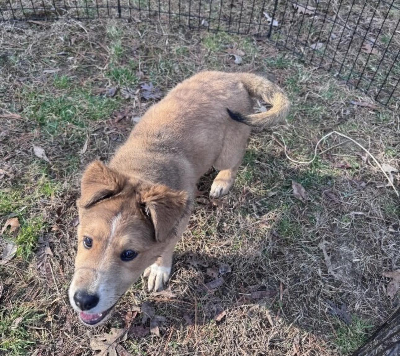 Enlarge Randall , a ADOPTABLE Mixed Breed in Fredericksburg, VA image 2/4
