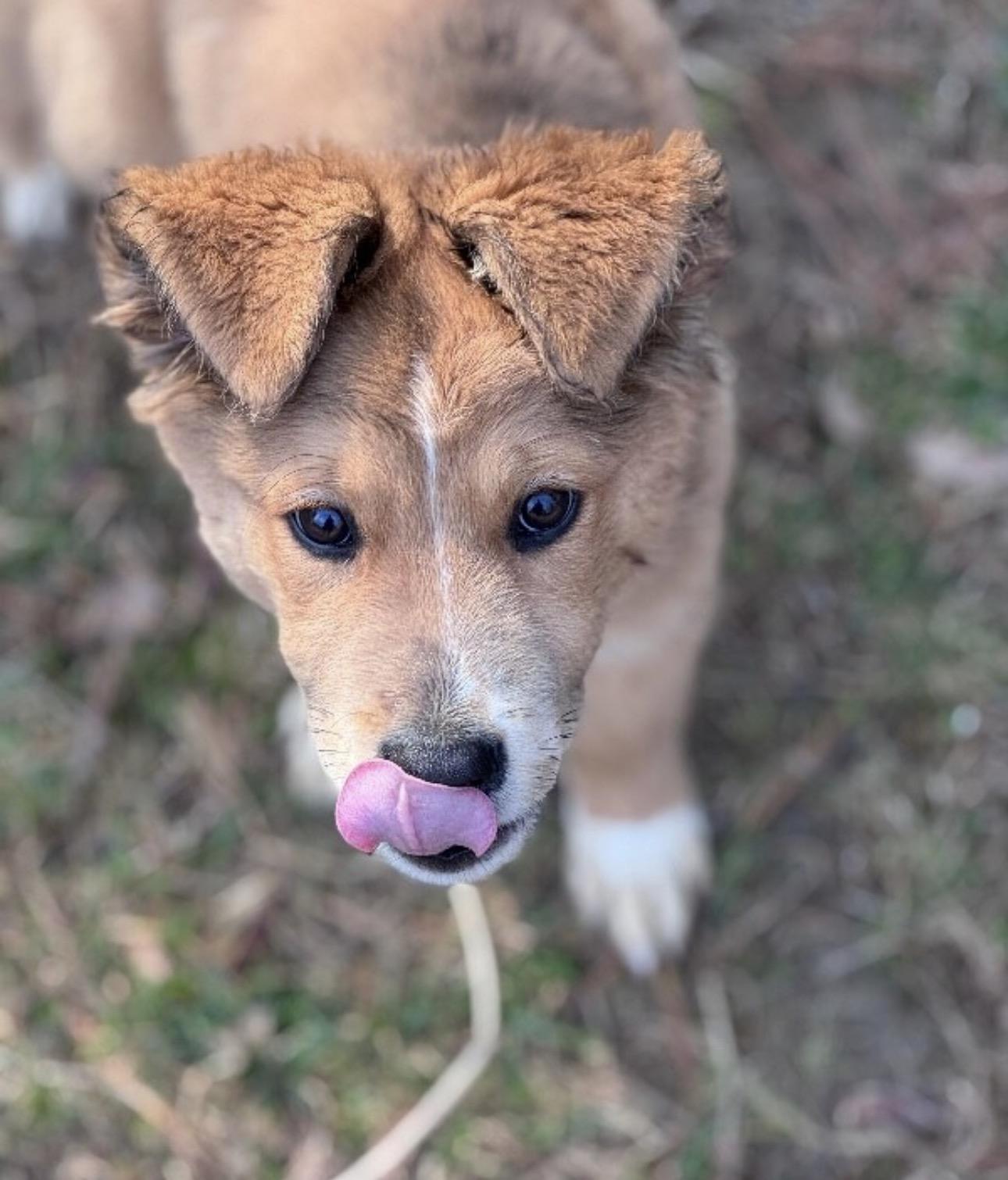 Randall , ADOPTABLE, Puppy Male Mixed Breed.