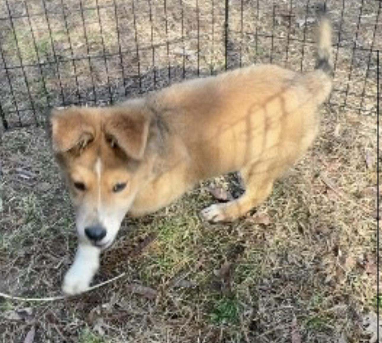 Enlarge Randall , a ADOPTABLE Mixed Breed in Fredericksburg, VA image 4/4