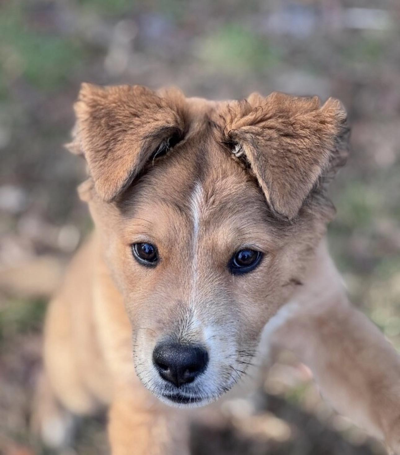 Enlarge Randall , a ADOPTABLE Mixed Breed in Fredericksburg, VA image 3/4
