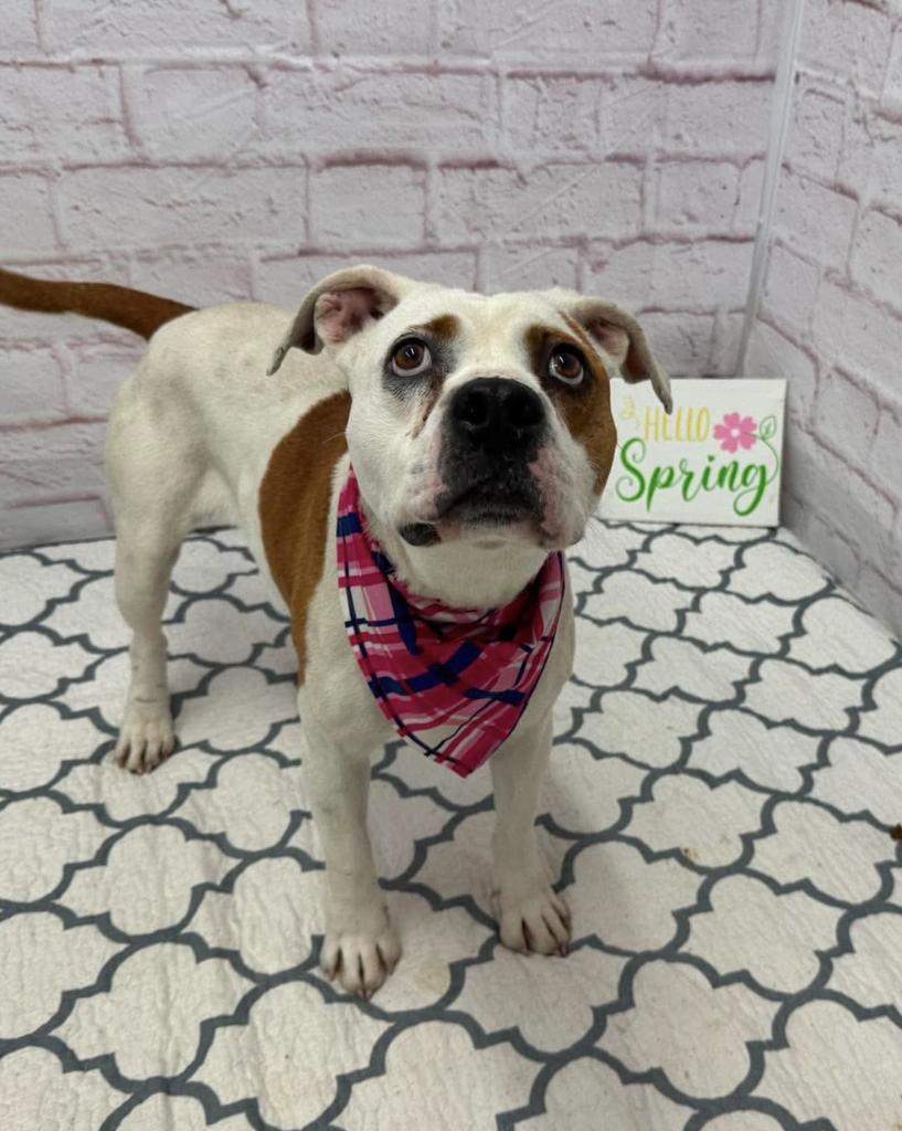 Gelee, Adoptable, Adult Female Mixed Breed.