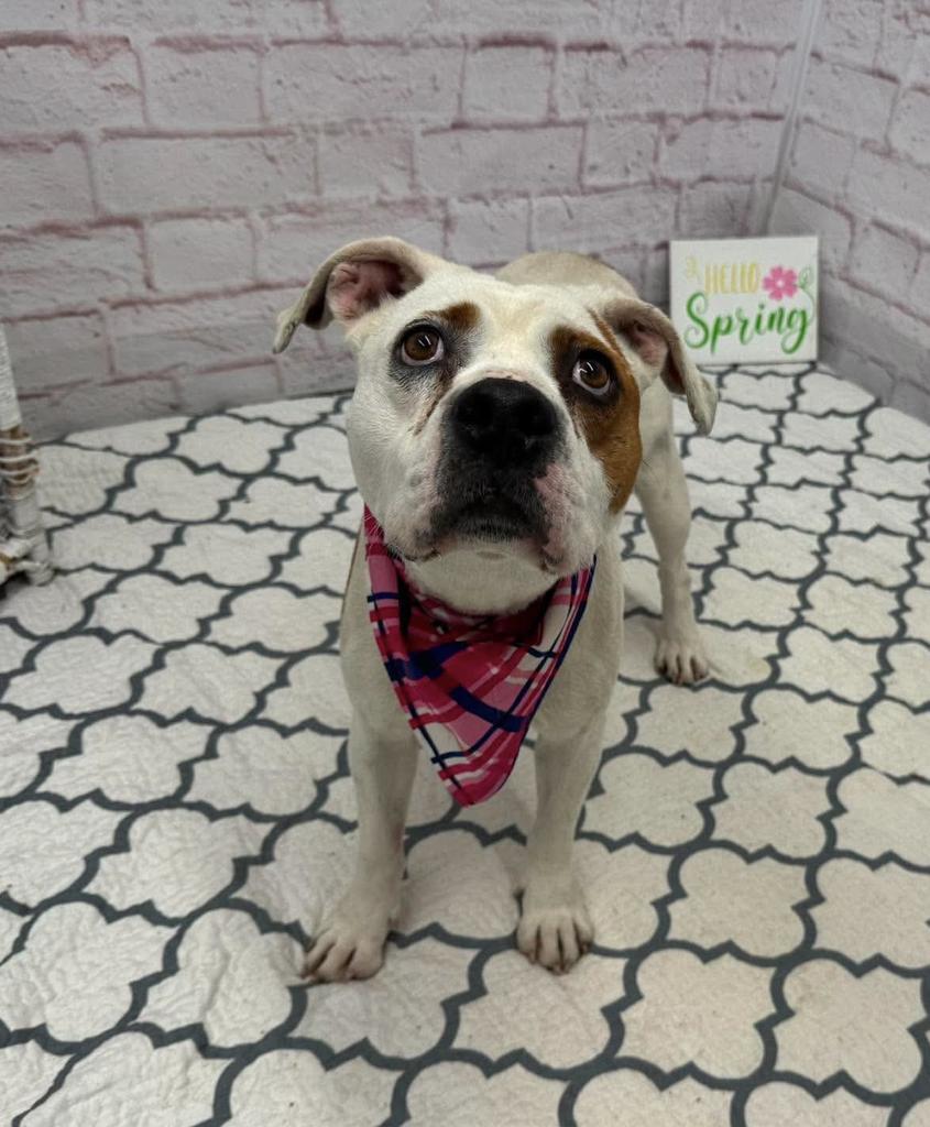 Enlarge Gelee, a Adoptable mixed breed in Detroit, MI image 2/6